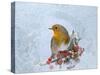 Robin Seen Through Frost Covered Window-null-Stretched Canvas