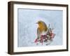 Robin Seen Through Frost Covered Window-null-Framed Photographic Print