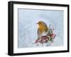 Robin Seen Through Frost Covered Window-null-Framed Photographic Print