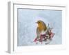 Robin Seen Through Frost Covered Window-null-Framed Photographic Print