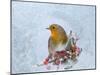 Robin Seen Through Frost Covered Window-null-Mounted Photographic Print