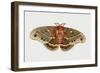 Robin Silkmoth or Cecropia Moth (Hyalophora Cecropia), Saturniidae, Artwork by Brin Edward-null-Framed Giclee Print