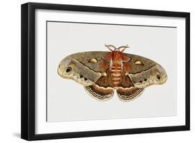 Robin Silkmoth or Cecropia Moth (Hyalophora Cecropia), Saturniidae, Artwork by Brin Edward-null-Framed Giclee Print