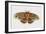 Robin Silkmoth or Cecropia Moth (Hyalophora Cecropia), Saturniidae, Artwork by Brin Edward-null-Framed Giclee Print