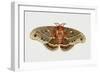 Robin Silkmoth or Cecropia Moth (Hyalophora Cecropia), Saturniidae, Artwork by Brin Edward-null-Framed Giclee Print