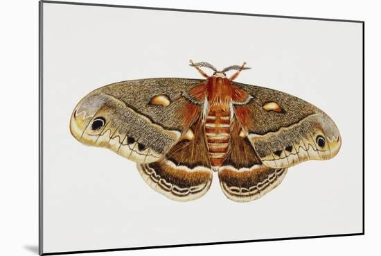 Robin Silkmoth or Cecropia Moth (Hyalophora Cecropia), Saturniidae, Artwork by Brin Edward-null-Mounted Giclee Print