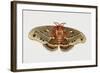 Robin Silkmoth or Cecropia Moth (Hyalophora Cecropia), Saturniidae, Artwork by Brin Edward-null-Framed Giclee Print