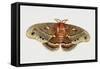 Robin Silkmoth or Cecropia Moth (Hyalophora Cecropia), Saturniidae, Artwork by Brin Edward-null-Framed Stretched Canvas