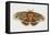 Robin Silkmoth or Cecropia Moth (Hyalophora Cecropia), Saturniidae, Artwork by Brin Edward-null-Framed Stretched Canvas