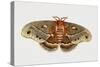 Robin Silkmoth or Cecropia Moth (Hyalophora Cecropia), Saturniidae, Artwork by Brin Edward-null-Stretched Canvas