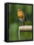 Robin Sitting on a Garden Fork Handle Singing, Hertfordshire, England, UK-Andy Sands-Framed Stretched Canvas