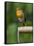 Robin Sitting on a Garden Fork Handle Singing, Hertfordshire, England, UK-Andy Sands-Framed Stretched Canvas