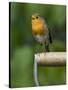 Robin Sitting on a Garden Fork Handle Singing, Hertfordshire, England, UK-Andy Sands-Stretched Canvas