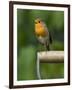 Robin Sitting on a Garden Fork Handle Singing, Hertfordshire, England, UK-Andy Sands-Framed Premium Photographic Print