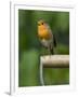 Robin Sitting on a Garden Fork Handle Singing, Hertfordshire, England, UK-Andy Sands-Framed Premium Photographic Print