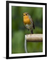 Robin Sitting on a Garden Fork Handle Singing, Hertfordshire, England, UK-Andy Sands-Framed Premium Photographic Print