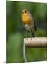 Robin Sitting on a Garden Fork Handle Singing, Hertfordshire, England, UK-Andy Sands-Mounted Premium Photographic Print