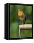 Robin Sitting on a Garden Fork Handle Singing, Hertfordshire, England, UK-Andy Sands-Framed Stretched Canvas