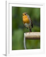 Robin Sitting on a Garden Fork Handle Singing, Hertfordshire, England, UK-Andy Sands-Framed Photographic Print