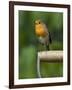 Robin Sitting on a Garden Fork Handle Singing, Hertfordshire, England, UK-Andy Sands-Framed Photographic Print