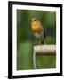 Robin Sitting on a Garden Fork Handle Singing, Hertfordshire, England, UK-Andy Sands-Framed Photographic Print