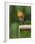 Robin Sitting on a Garden Fork Handle Singing, Hertfordshire, England, UK-Andy Sands-Framed Photographic Print