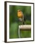 Robin Sitting on a Garden Fork Handle Singing, Hertfordshire, England, UK-Andy Sands-Framed Photographic Print