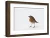 Robin standing in snow, Hertfordshire, England, UK-Andy Sands-Framed Photographic Print