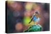 Robin Standing on an Ice Covered Mossy Post with Bright Circular Bokeh-Toby Gibson-Stretched Canvas