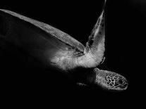 Portrait of a Sea Turtle in Black and White-Robin Wechsler-Giclee Print