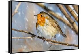 Robin with fluffed up feathers perched in tree in falling snow-Philippe Clement-Framed Stretched Canvas