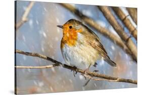 Robin with fluffed up feathers perched in tree in falling snow-Philippe Clement-Stretched Canvas