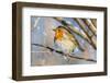 Robin with fluffed up feathers perched in tree in falling snow-Philippe Clement-Framed Photographic Print