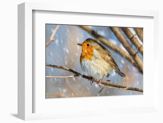 Robin with fluffed up feathers perched in tree in falling snow-Philippe Clement-Framed Photographic Print