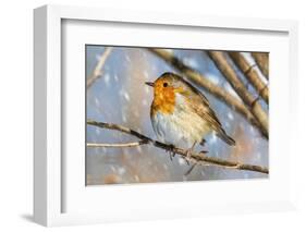 Robin with fluffed up feathers perched in tree in falling snow-Philippe Clement-Framed Photographic Print