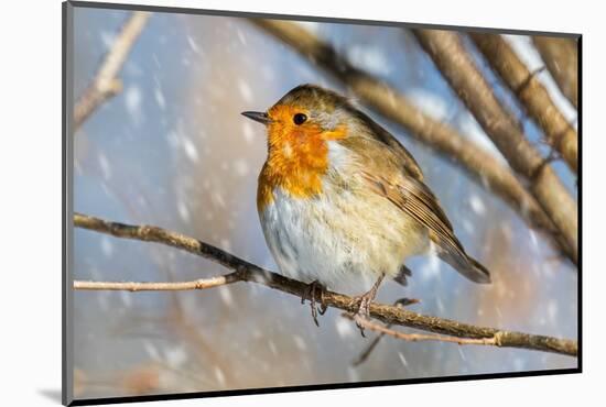 Robin with fluffed up feathers perched in tree in falling snow-Philippe Clement-Mounted Photographic Print