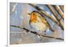 Robin with fluffed up feathers perched in tree in falling snow-Philippe Clement-Framed Photographic Print
