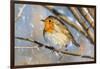 Robin with fluffed up feathers perched in tree in falling snow-Philippe Clement-Framed Photographic Print