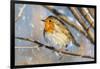 Robin with fluffed up feathers perched in tree in falling snow-Philippe Clement-Framed Photographic Print