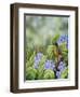 Robin with Hydrangeas-Sarah Davis-Framed Giclee Print