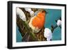 Robin-null-Framed Giclee Print