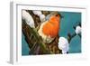 Robin-null-Framed Giclee Print