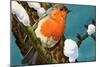 Robin-null-Mounted Giclee Print