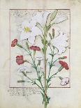 Matthaeus Platearius Writing "The Book of Simple Medicines", circa 1470-Robinet Testard-Giclee Print