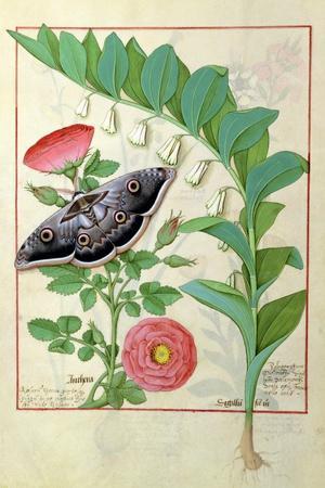 Rose and Polygonatum Illustration from The Book of Simple Medicines by Mattheaus Platearius c. 1470