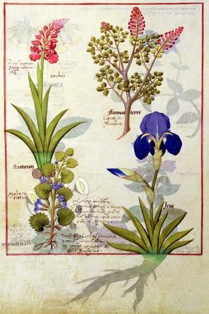 Top Row: Orchid and Fumitory or Bleeding Heart. Bottom Row: Hedera and Iris