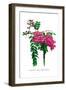 Robinia Neo-Mexicana-H.g. Moon-Framed Art Print