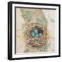 Robins Nest-Sue Schlabach-Framed Art Print