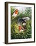 Robins-English School-Framed Giclee Print