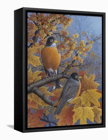 Robins-Robert Wavra-Framed Stretched Canvas